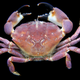 Purple stone crab (Photo; Nahuel Farias/Flickr)